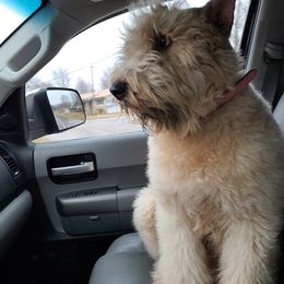 Ikea - Bouvier des Flandres