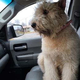 Ikea - Bouvier des Flandres
