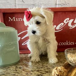 Miniature Schnauzer Puppies from Schnauzers on Robinson Lane