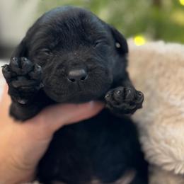 Andy - Black male Labrador Retriever puppy in Owosso, Michigan from Bennington Retrievers
