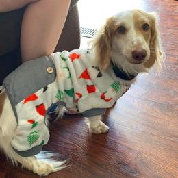 Milo - Dachshund