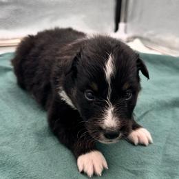 Girl 4 - Black white and tan female Shetland Sheepdog puppy in Pensacola, Florida from Nancy Barger's Siberian Huskies