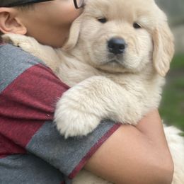 Golden Retriever and Siberian Husky Puppies from Nevani Goldens & Siberians