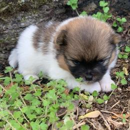 Boy 1 - Chocolate parti male Pomeranian puppy in Gadsden, Alabama from Rich Cat’s