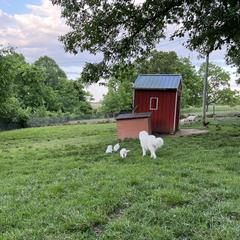 Border Collie and Maremma Sheepdog Puppies from 2J 2K Border Collies & Maremma Sheepdogs