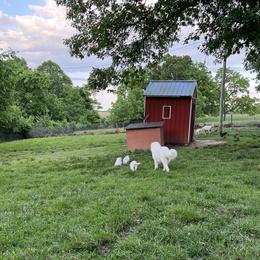 Border Collie and Maremma Sheepdog Puppies from 2J 2K Border Collies & Maremma Sheepdogs