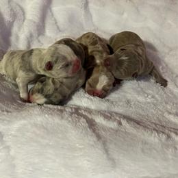 Companion Cross puppies from Angie's Little Bostons And Frenchies