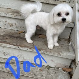 Snowman - Maltese