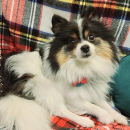 Rosie - Pomeranian