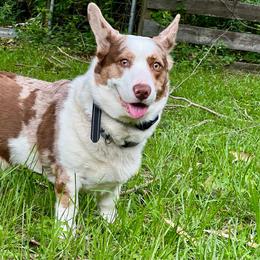 Tango - Cardigan Welsh Corgi