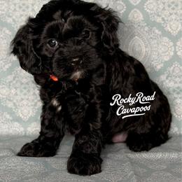Porky - Black male Cavapoo puppy in Nashville, Arkansas from Rocky Road Puppies