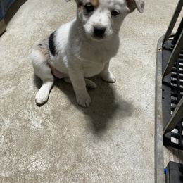 Australian Cattle Dog and Companion Cross Puppies from MX Kennel - Central MO