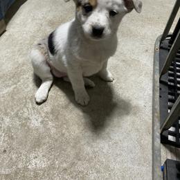 Australian Cattle Dog and Companion Cross Puppies from MX Kennel - Central MO
