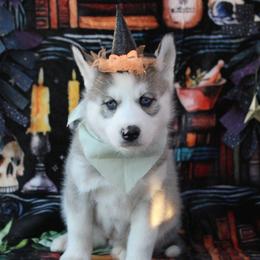 Mint - Gray and white female Siberian Husky puppy in York, Pennsylvania from Spalla Pups