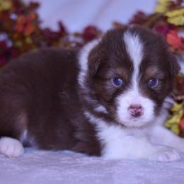 Rowan - Red tri-color male Australian Shepherd puppy in Easton, Missouri from MMA Kennel