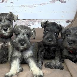 Miniature Schnauzer puppies from Halo Schnauzer