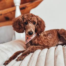 Artemis - Poodle