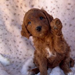 Yellow - Red  female Goldendoodle puppy in Gilbert, Arizona from Bushman Doodles