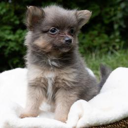 Rollo - Blue brindle male Pomeranian puppy in Grayslake, Illinois from Lamon’s Pom & Polar Pups