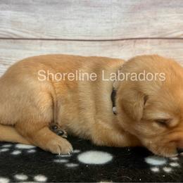 Gray - Yellow female Labrador Retriever puppy in Moyock, North Carolina from Shoreline Labradors