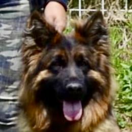 Vicky - German Shepherd