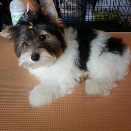 Biewer Terrier Puppies from Bellissima Biewers & Yorkies