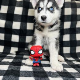 Maltese and Siberian Husky Puppies from Nyx’s Pack