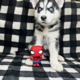 Maltese and Siberian Husky Puppies from Nyx’s Pack
