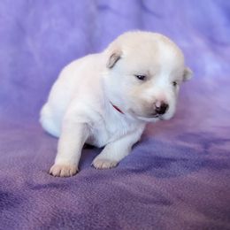 Pomsky Puppies from Valparaiso Pomskys