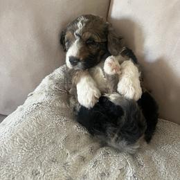 "Where am I ? " Aussiedoodle Puppies from Native Elegant Doodles