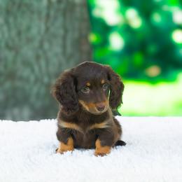 Sandy - Chocolate and tan female Dachshund puppy in Fort Myers, Florida from Blossom Paws