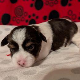 Dark chocolate and sable male 3 - Chocolate, tan and white male Yorkshire Terrier puppy in Gatesville, Texas from KontryKritterz Yorkies