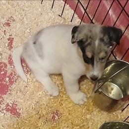 Smoke Ball - White male Collie puppy in St Stephens, Wyoming from Desert Kennels