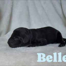 Belle - Black female Labrador Retriever puppy in Lucasville, Ohio from Backwoods Labradors