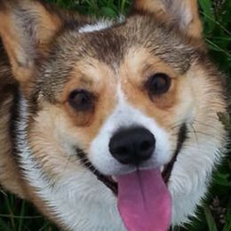 Pembroke Welsh Corgis from Redbriar Corgis