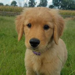 Golden Retrievers from Hosmer's Golden Retrievers