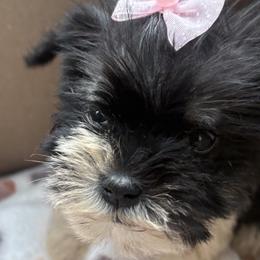 Miniature Schnauzers from Rocking J Pups