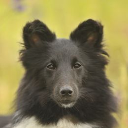 Shetland Sheepdogs from Promise Shelties