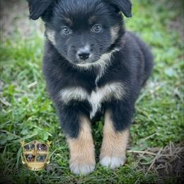 Skittles - Black tri female Miniature Australian Shepherd puppy in El Dorado Springs, Missouri from HP Aussie Kennels