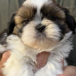 Sultan's Star Noble Knight - Gold and white male Shih Tzu puppy in Moore, South Carolina from Ganna's Shih Tzus