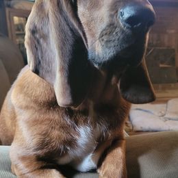 Basset Hounds from Hounds Hollow Farms