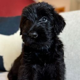 Boy 6 - Black male Giant Schnauzer puppy in Wildomar, California from My Angel Schnauzers