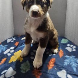 Charlie - Red tri-color male Australian Shepherd puppy in Crestline, Ohio from High Desert Aussies