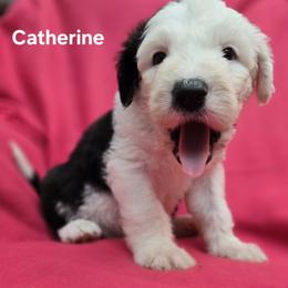 Catherine - Gray and white female Old English Sheepdog puppy in Sutherlin, Oregon from Sapphire Eyes Sheepdogs