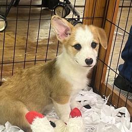 Patriot - Red male Pembroke Welsh Corgi puppy in Hope, Arkansas from Foxy Knoll Farm