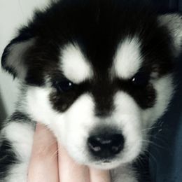 Siberian Husky Puppies from Betty's Huskies