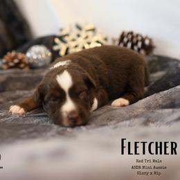 Fletcher - RTM3 - Red tri male Miniature Australian Shepherd puppy in Nacogdoches, Texas from TK Standard, Mini, & Toy Aussies