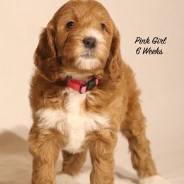 Lola's Pink Girl - Red  female Goldendoodle puppy in Coppell, Texas from Bethel Stream Goldendoodles