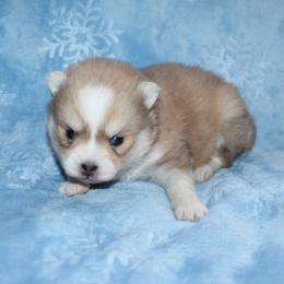 Girl 1 - Red and white female Pomsky puppy in Stockton, Utah from Mischa Nelson