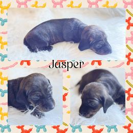 JASPER - Brindle male Dachshund puppy in Purdy, Missouri from Luxe Dynasty
